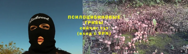 купить наркоту  Амурск  Псилоцибиновые грибы Psilocybine cubensis 